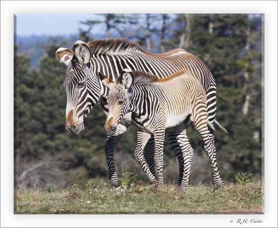 体型最大的斑马 细纹斑马 Equus grevyi