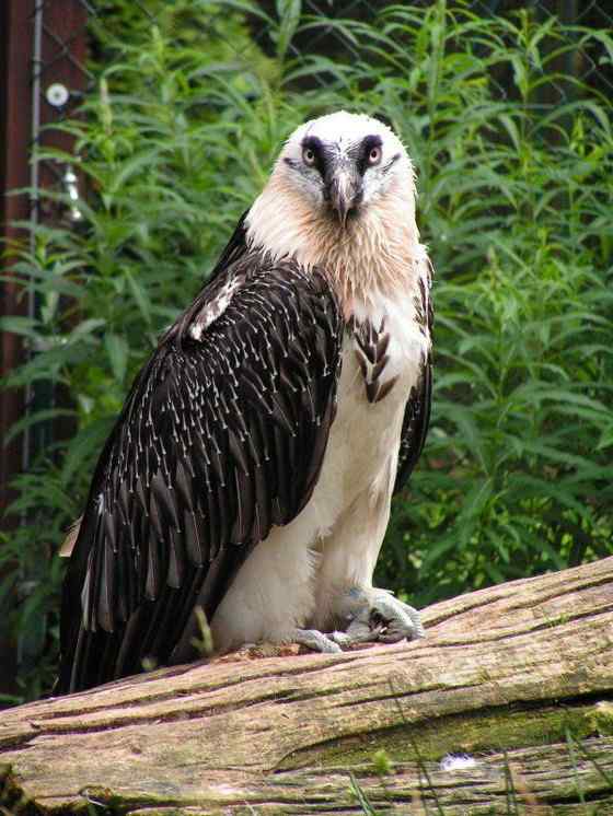 喜马拉雅山的大鸟  胡兀鹫