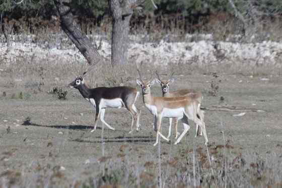 漂亮的羚羊 印度羚 漂亮的羚羊 印度羚