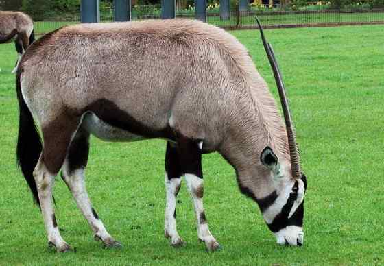 博茨瓦纳沙漠中的羚羊 南非长角羚 博茨瓦纳沙漠中的羚羊 南非长角羚