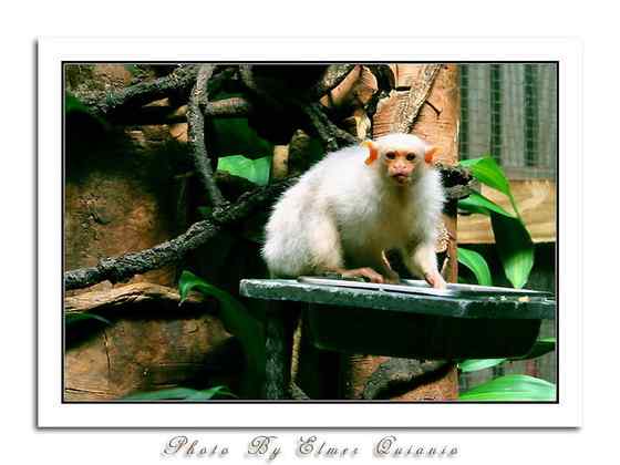 世界上体型最小的猴子之一  银狨