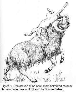 北极地区最大的食草动物  似牛实羊的麝牛