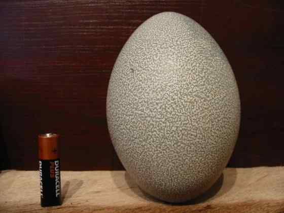 大型走禽——食火鸡(鹤鸵)