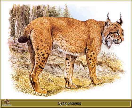 猫科动物  猞猁、羊猞猁、马猞猁
