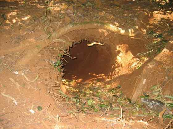 澳洲考拉 袋熊 澳洲考拉 袋熊