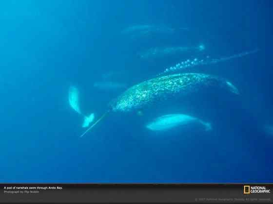 北冰洋中的独角兽 长“牙齿”的角鲸