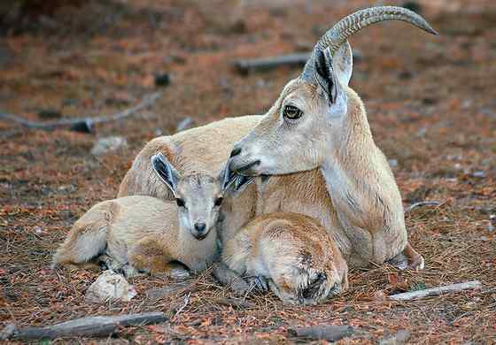 英俊的大角羊  云山羊