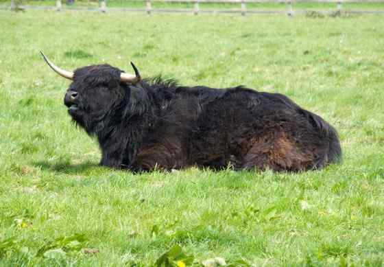 最古老的家牛品种——来自苏格兰的高地牛
