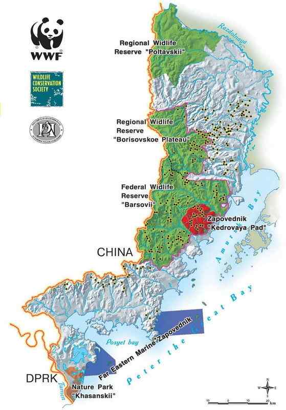 仅次于东北虎的大型猫科动物 远东豹