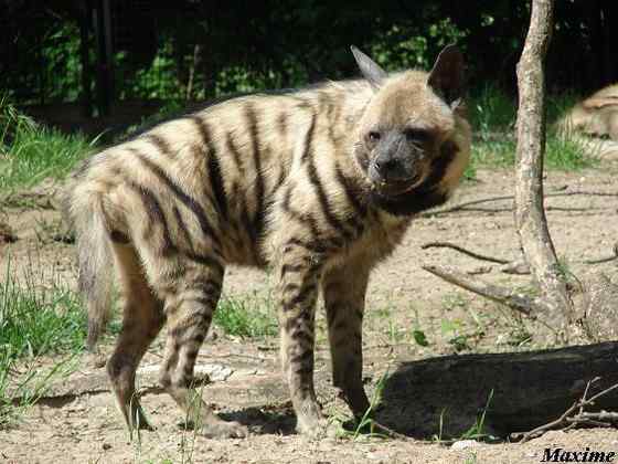 缟鬣狗 Hyaena hyaena
