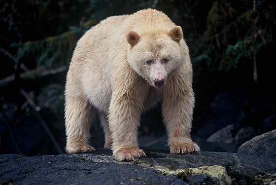 白灵熊 Kermode bear