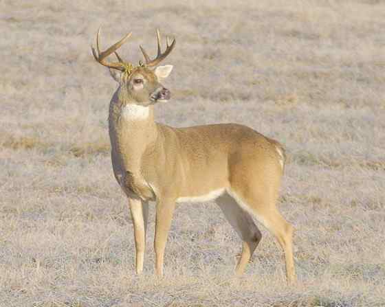 维吉尼亚鹿 白尾鹿 维吉尼亚鹿 白尾鹿