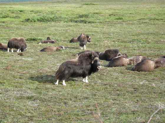 北极地区最大的食草动物  似牛实羊的麝牛