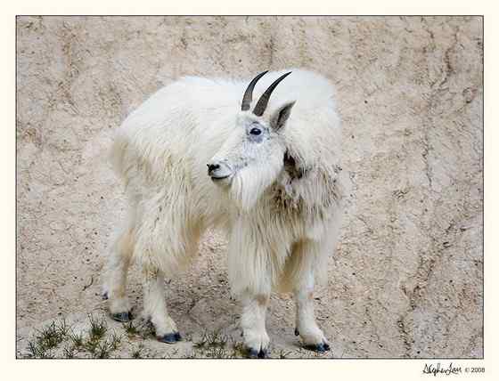 北美洲独有的本土羊类——石山羊 Oreamnos americanus
