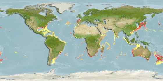 十分稀有的鲨鱼  剑吻鲨