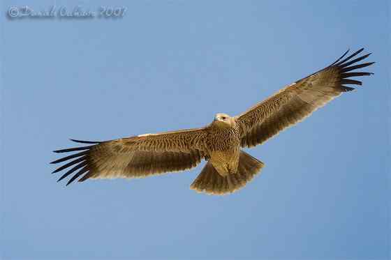 帝王鹰、御雕  白肩雕