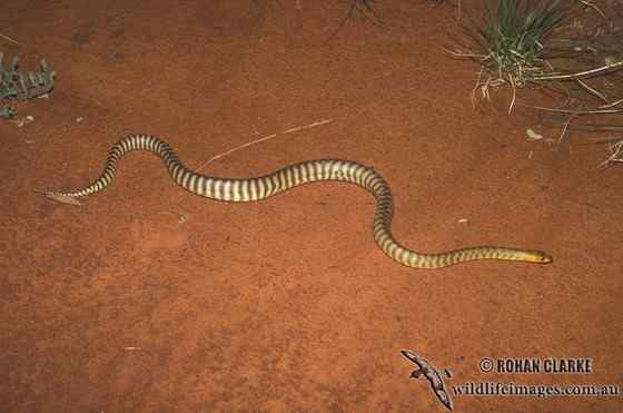 沙漠中的蟒蛇——兰氏盾蟒 Aspidites ramsayi