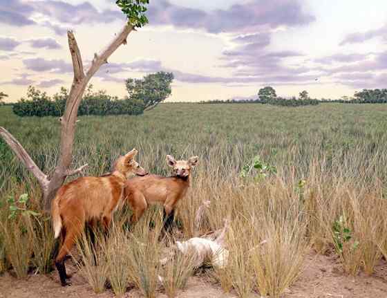 既像狐狸又像狼的奇特动物  鬃狼