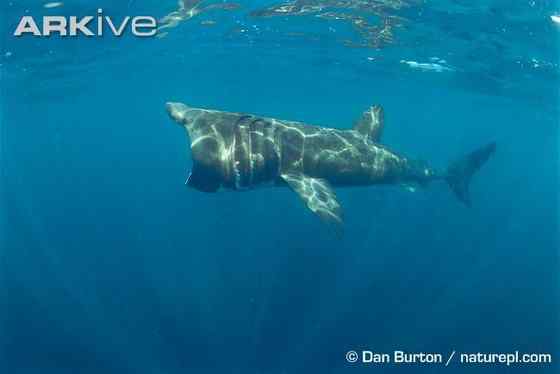 晒太阳的鲨鱼  姥鲨 Basking shark