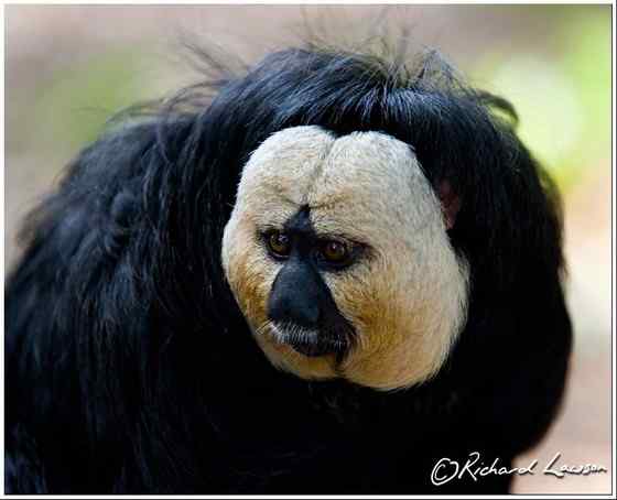 白脸僧面猴 White faced saki 白脸僧面猴 White faced saki