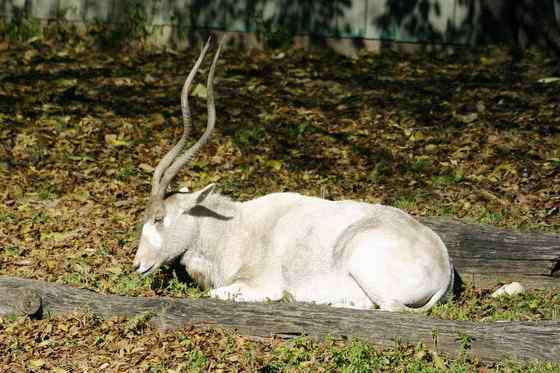 旋角羚 Addax nasomaculatus
