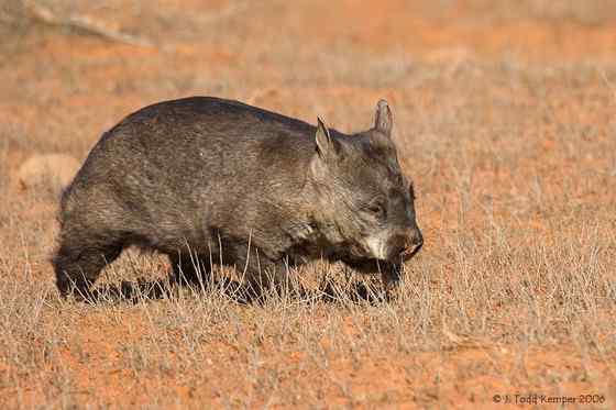 澳洲考拉 袋熊 澳洲考拉 袋熊