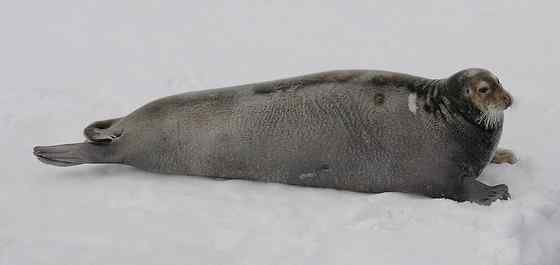 髯海豹 须海豹 Erignathus barbatus