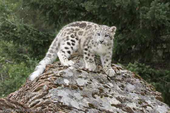 猫科动物——雪豹