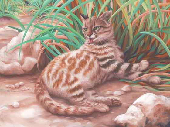 潘帕斯猫 南美草原猫