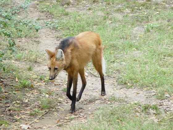 既像狐狸又像狼的奇特动物  鬃狼
