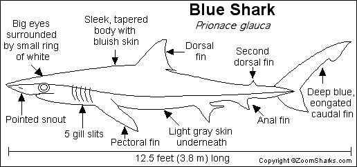 漂亮的鲨鱼  大青鲨、虎头鲨