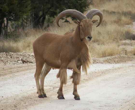 非洲唯一的野生羊种——鬣羊 bearded argali 非洲唯一的野生羊种——鬣羊 bearded argali