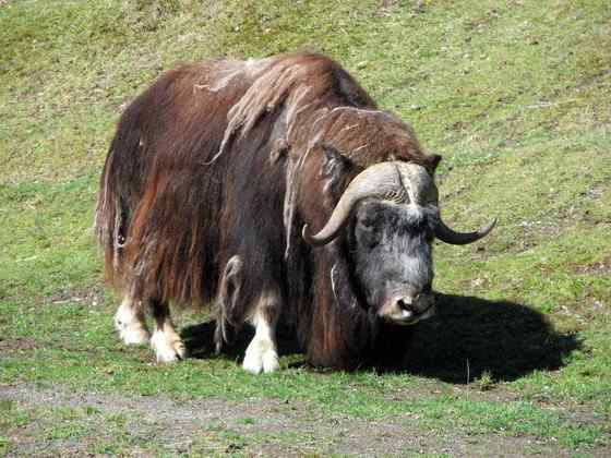 北极地区最大的食草动物  似牛实羊的麝牛