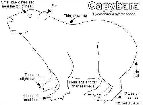 世界上最大的啮齿目动物——水豚 世界上最大的啮齿目动物——水豚