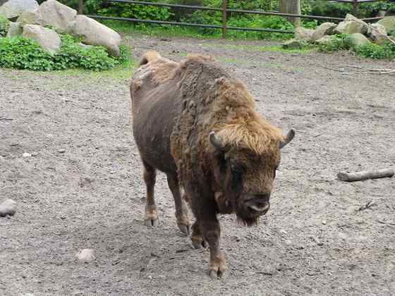 欧洲巨兽 欧洲野牛 死而后生 欧洲巨兽 欧洲野牛 死而后生