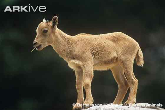 非洲唯一的野生羊种——鬣羊 bearded argali 非洲唯一的野生羊种——鬣羊 bearded argali