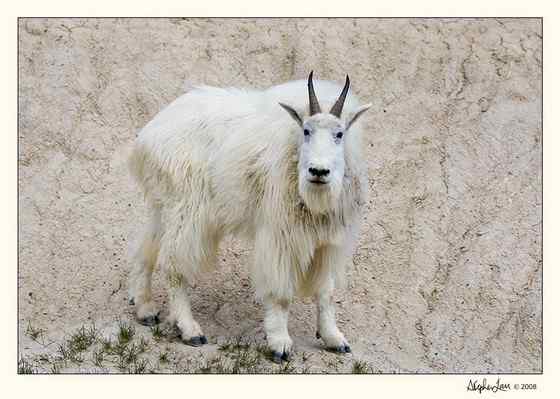 北美洲独有的本土羊类——石山羊 Oreamnos americanus