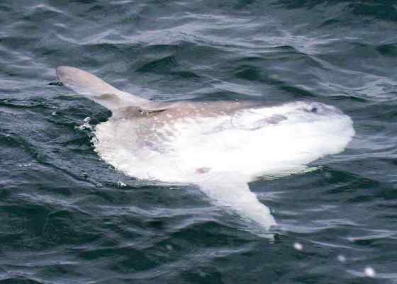 最大的硬骨鱼  巨大无比的头  翻车鱼