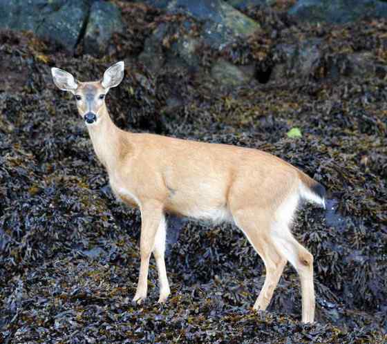 维吉尼亚鹿 白尾鹿