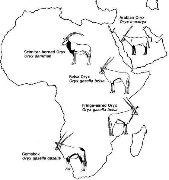 博茨瓦纳沙漠中的羚羊 南非长角羚 博茨瓦纳沙漠中的羚羊 南非长角羚