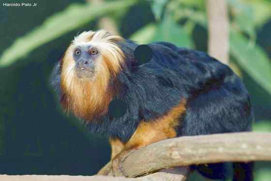 巴西的金毛狮子  金头狮面狨 Leontopithecus chrysomelas