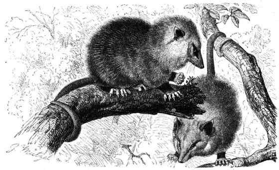 北美洲唯一的一种有袋动物  负鼠 会装死 会疾停