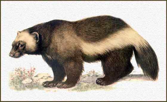 狼獾 gulo gulo