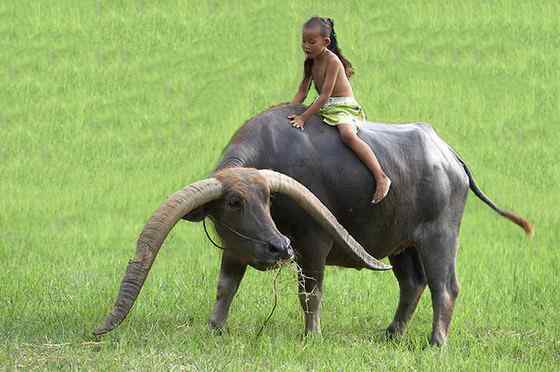 印度神话 亚洲水牛 印度神话 亚洲水牛