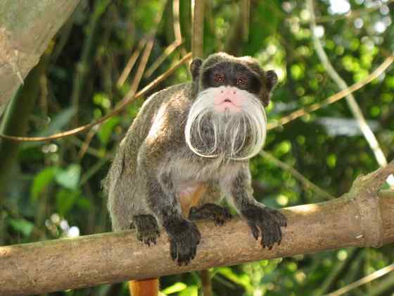 南美洲长须狨 Saguinus imperator