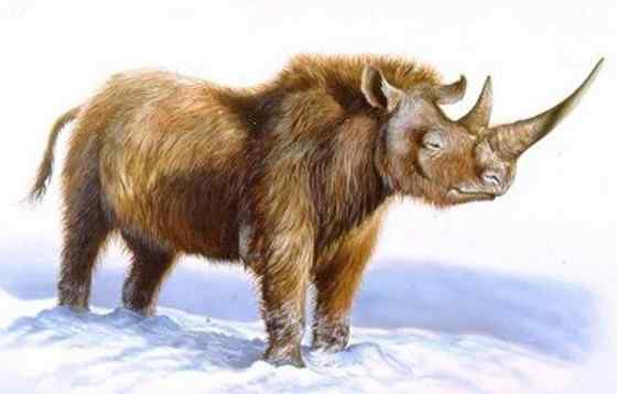 远古巨兽的直系后裔  亚洲犀牛 苏门答腊犀