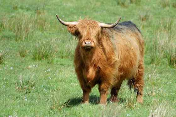 最古老的家牛品种——来自苏格兰的高地牛