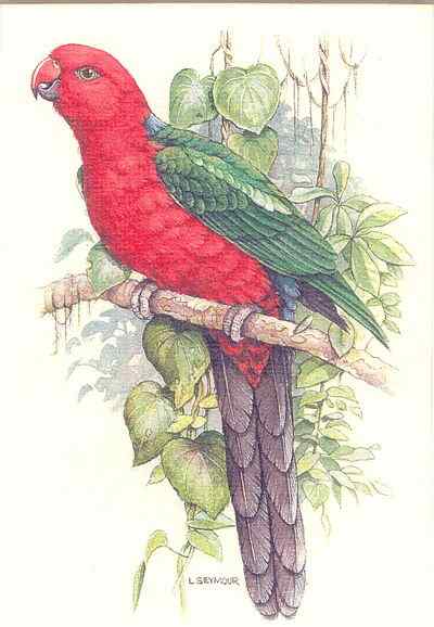 澳洲王鹦鹉 Alisterus scapularis 生性开朗 澳洲王鹦鹉 Alisterus scapularis 生性开朗