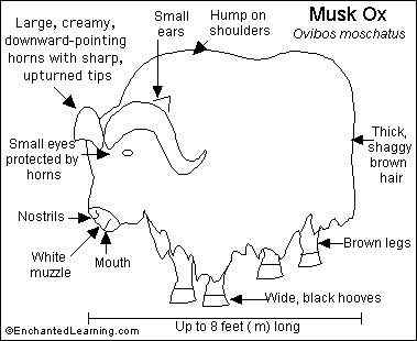 北极地区最大的食草动物  似牛实羊的麝牛