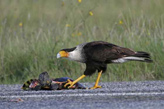 墨西哥的国鸟  凤头卡拉鹰 Polyborus plancus